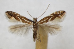 Phyllonorycter salictella