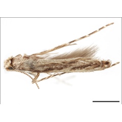 /filer/webapps/moths_gc/media/images/C/curcassi_Neurobathra_HT_USNM.jpg