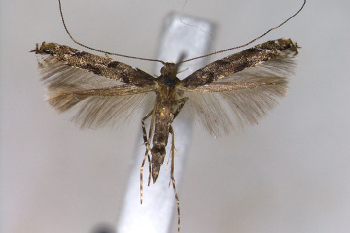 /filer/webapps/moths_gc/media/images/A/amurensis_Acrocercops_A_EIHU_2.jpg