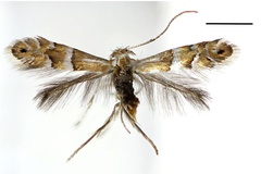 Phyllonorycter ginnalae