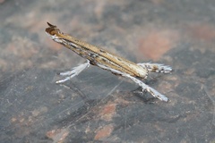 Cuphodes melanostola