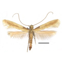/filer/webapps/moths_gc/media/images/A/augeas_Caloptilia_PT_RMNH.INS.25563_GUiguet_2026_118.jpg