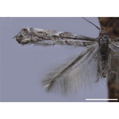 /filer/webapps/moths_gc/media/images/C/chilensis_Leurocephala_HT_MNNC.jpg