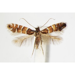 /filer/webapps/moths_gc/media/images/S/stettinensis_Phyllonorycter_A_ZSM_4.jpg