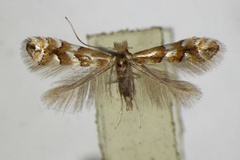 Phyllonorycter dubitella
