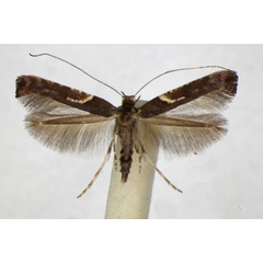 /filer/webapps/moths_gc/media/images/S/semifascia_Caloptilia_A_ZSM.jpg