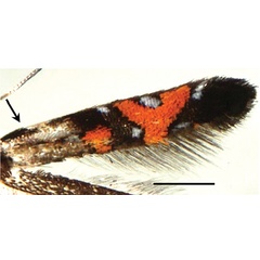 /filer/webapps/moths_gc/media/images/S/succedanea_Philodoria_A_Kobayashi-et-al_2018_123_2.jpg