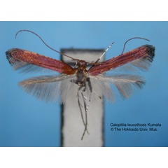 /filer/webapps/moths_gc/media/images/L/leucothoes_Caloptilia_HT_EIHU.jpg