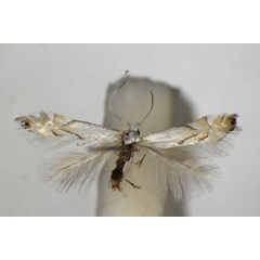 /filer/webapps/moths_gc/media/images/H/harrisella_Phyllonorycter_A_ZSM.jpg