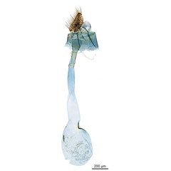 /filer/webapps/moths_gc/media/images/L/leucoptera_Cuphodes_HT_GF_ANIC.jpg