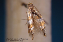 Phyllonorycter jezoniella