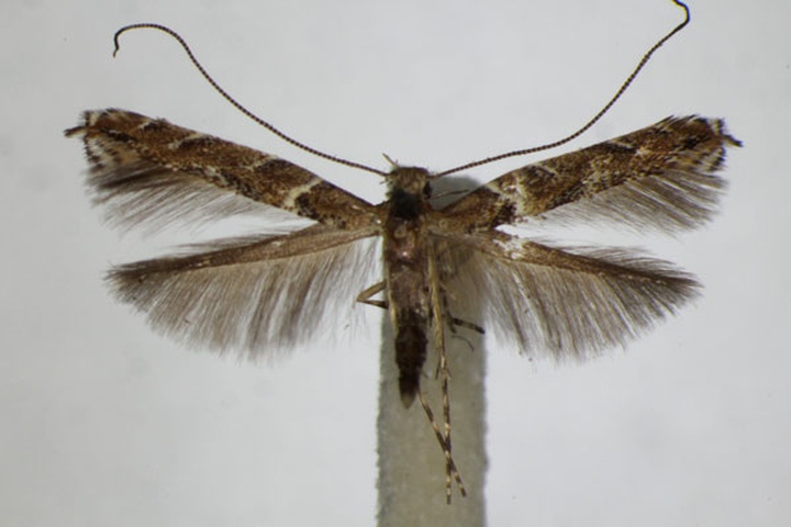 /filer/webapps/moths_gc/media/images/B/brongniardella_Acrocercops_A_ZSM_2.jpg
