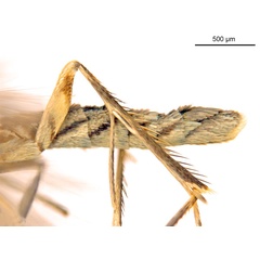 /filer/webapps/moths_gc/media/images/C/crotonella_Diphtheroptila_HT_abdomen_ANIC.jpg