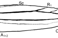 Phyllocnistis indistincta