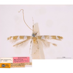 /filer/webapps/moths_gc/media/images/S/symphyletes_Acrocercops_ST_ANIC.jpg