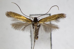 Eucalybites aureola