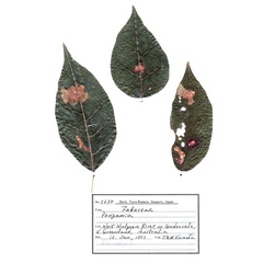 /filer/webapps/moths_gc/media/images/K/kuranda_Liocrobyla_PT6_host-plant_ANIC.jpg