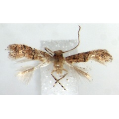 /filer/webapps/moths_gc/media/images/K/kipepeo_Cremastobombycia_HT_RMCA.jpg