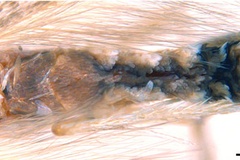 Dondavisia digitata