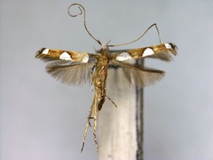 /filer/webapps/moths_gc/media/images/N/nepalensis_Monocercops_PT_EIHU.jpg