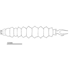 /filer/webapps/moths_gc/media/images/S/subpersea_Phyllocnistis_larva_Davis-et-Wagner_2011_50.jpg