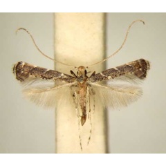 /filer/webapps/moths_gc/media/images/T/thrypticosema_Phodoryctis_PT_TMSA6231.jpg