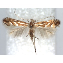 /filer/webapps/moths_gc/media/images/R/rostrispinosa_Phyllonorycter_A_WJDP.jpg