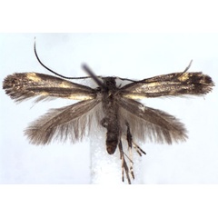 /filer/webapps/moths_gc/media/images/A/aurogutella_Euspilapteryx_A_WJDP.jpg