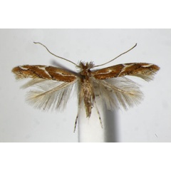 /filer/webapps/moths_gc/media/images/B/brunnea_Phyllonorycter_PT_ZSM_2.jpg