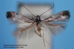 Corythoxestis sunosei