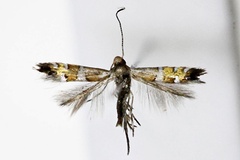 Phyllonorycter pygmaea