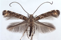 Dialectica hedemanni