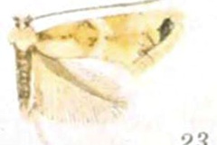 Phyllonorycter apicinigrella