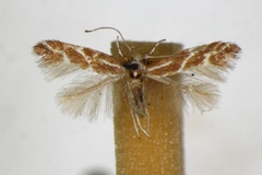 Phyllonorycter triflorella