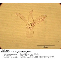 /filer/webapps/moths_gc/media/images/P/pterocaryae_Phyllonorycter_GM_HT_103_EIHU.jpg