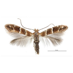 /filer/webapps/moths_gc/media/images/G/guttifinitella_Cameraria_Davis et Graves_2016_248.jpg