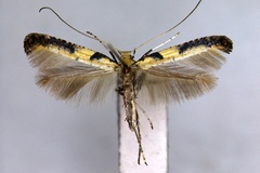 Caloptilia mongolicae