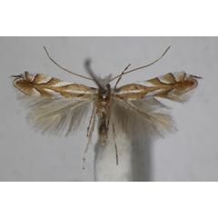 /filer/webapps/moths_gc/media/images/I/ilicifoliella_Phyllonorycter_A_ZSM_3.jpg