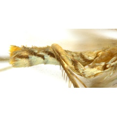 /filer/webapps/moths_gc/media/images/G/glochidia_Diphtheroptila_PT14_abdomen_ANIC.jpg