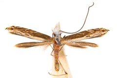 Epicephala breyniphaga