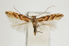 Phyllonorycter styracis