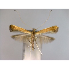 /filer/webapps/moths_gc/media/images/H/heptadeta_Deoptilia_A_2_EIHU.jpg