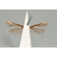 /filer/webapps/moths_gc/media/images/A/actinosema_Monocercops_HT_ANIC31-036701_ventral.jpg