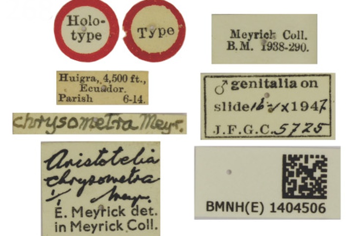 /filer/webapps/moths_gc/media/images/C/chrysometra_Acrocercops_HT_1404506_BMNH_Labels.jpg