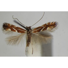 /filer/webapps/moths_gc/media/images/O/oxyacanthae_Phyllonorycter_A_ZSM_5.jpg