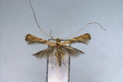 Acrocercops unistriata