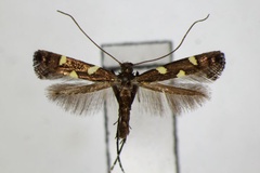 Calybites trimaculata
