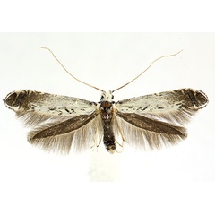 /filer/webapps/moths_gc/media/images/C/caudulatella_Ornixola_A_Knyazev-et-al_2018_265.jpg