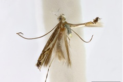 Acrocercops cyclogramma
