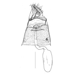 /filer/webapps/moths_gc/media/images/S/spermotrophus_Cuphodes_HT_GF_Triberti-etal_2026_128.jpg